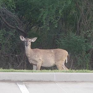 Meet your Posher, Alicia